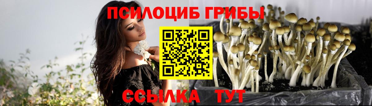 Егорьевск  купить  сайты  Вход с VPN  Галлюциногенные грибы мицелий 